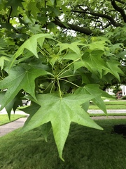 Liquidambar styraciflua