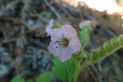 Phacelia bolanderi