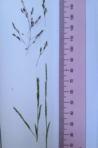 Image of Glyceria leptostachya by no rights reserved