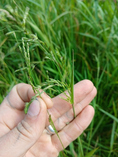 Image of Glyceria leptostachya by no rights reserved
