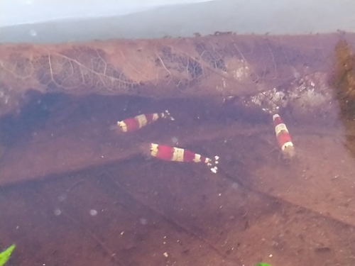Caridina logemanni