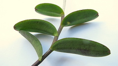 Epidendrum cinnabarinum