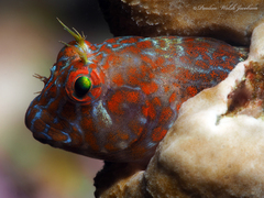 Orangespotted Blenny photo 3