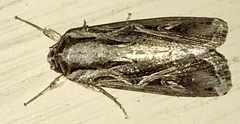 Spodoptera dolichos