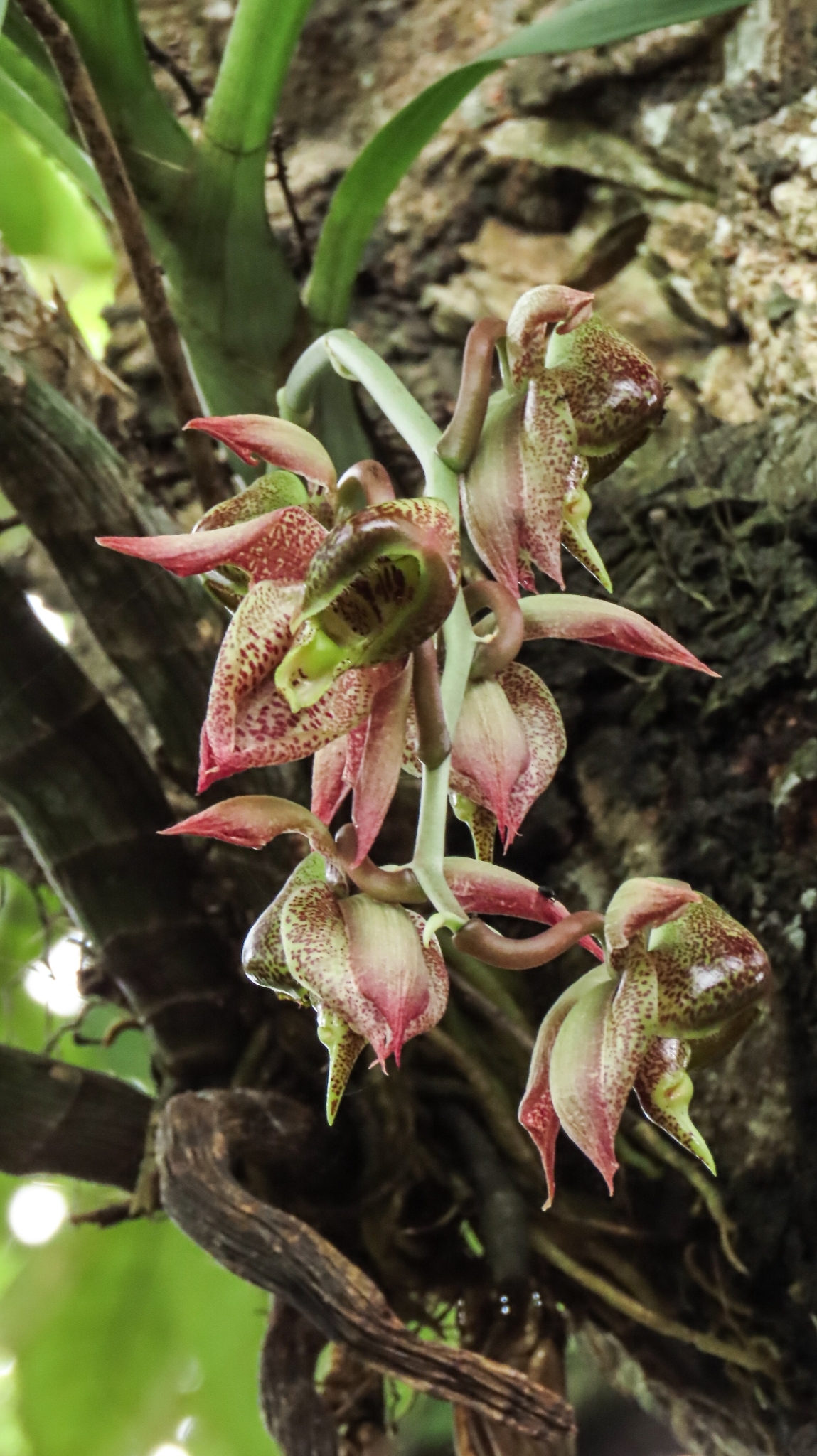 Imagem de Orquídea-cara-de-macaco