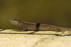 Vaucher's Wall Lizard photo 2