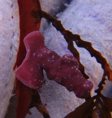 Titanoderma pustulatum