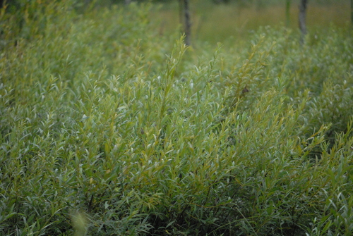 Image of Salix rosmarinifolia by (c) Марина Садыкова, some rights reserved (CC BY)