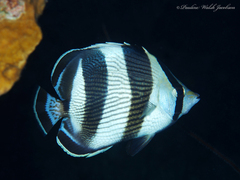 Banded Butterflyfish photo 5
