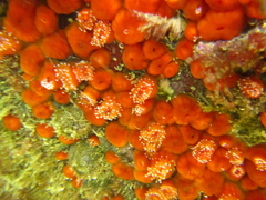 Corynactis australis