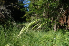 Bromus laevipes