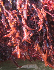 Sarcothalia decipiens