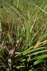Carex gynodynama