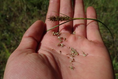 Carex gynodynama