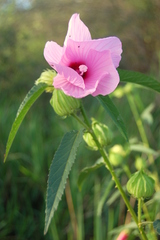 Hibiscus striatus