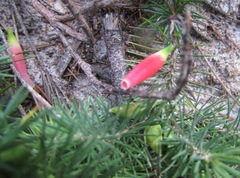 Stenanthera pinifolia