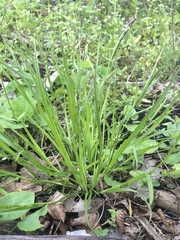 Carex oligocarpa