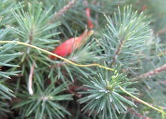 Stenanthera pinifolia