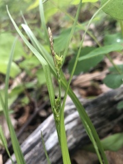 Carex oligocarpa