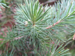 Stenanthera pinifolia