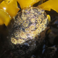 Onchidella nigricans