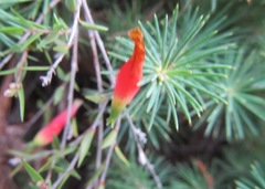 Stenanthera pinifolia