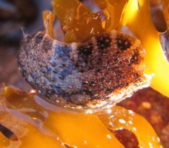 Onchidella nigricans