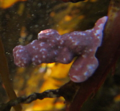 Titanoderma pustulatum