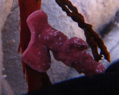 Titanoderma pustulatum