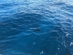 Stenella longirostris longirostris
