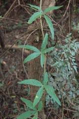 Cissus palmata
