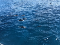 Stenella longirostris longirostris