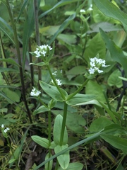 Valerianella chenopodifolia