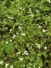 Valerianella chenopodifolia