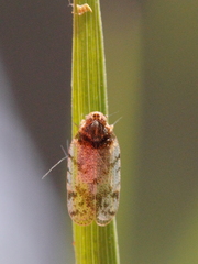 Tachycixius pilosus
