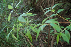 Cephalanthus glabratus
