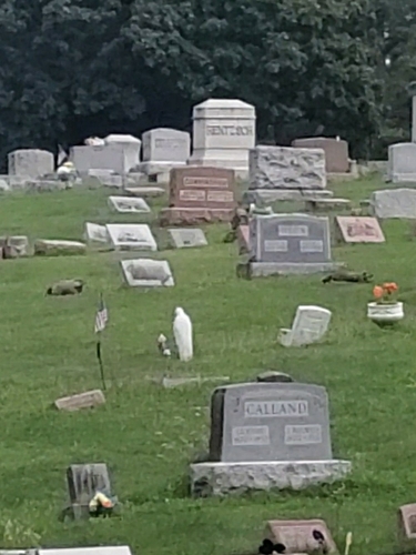 Groundhog photographed in Indiana