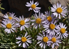 Erigeron barbellulatus