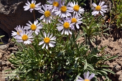 Erigeron barbellulatus