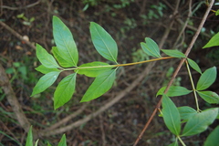 Cephalanthus glabratus