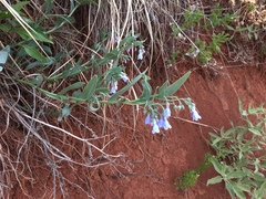 Mertensia lanceolata