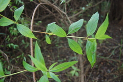 Cephalanthus glabratus
