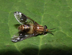 Chrysops flavidus