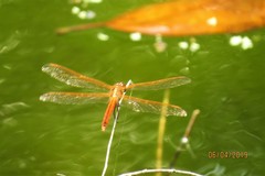 Libellula needhami