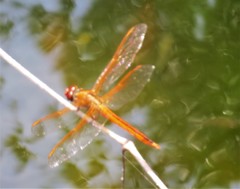Libellula needhami