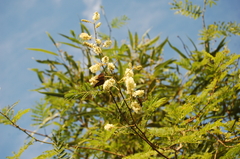 Senegalia bonariensis