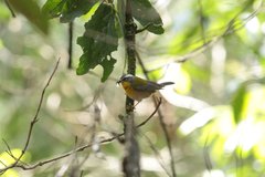 Oreothlypis superciliosa