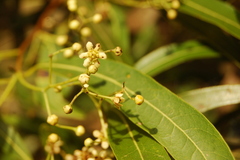 Nectandra angustifolia
