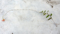 Epidendrum cinnabarinum