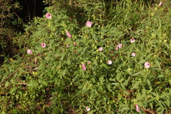 Hibiscus striatus